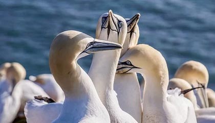 开云下载网址-法甲裁判误判后联盟纠正机制成效研判，法甲裁判被绊倒