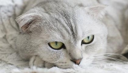 开云下载网址-法甲裁判误判后联盟纠正机制成效研判，法甲裁判被绊倒